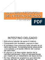 Anatomia y Fisiologia Del Intestino Delgado y Grueso