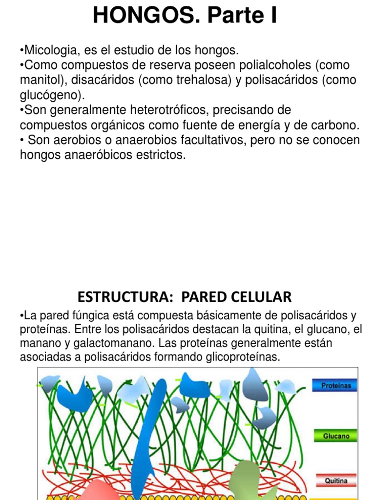 Estructura de la pared celular de hongos | PDF | Espora | Hongo