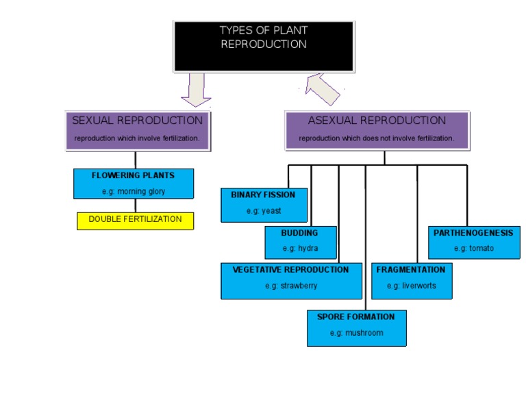Plant Reproduction Concept Map Mind Map Types Of Plant Reproduction | Pdf