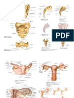  Anatomi Rps