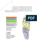 Anatomia