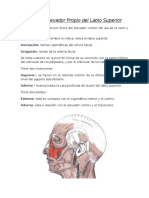 Musculo Elevador Propio de Los Labios