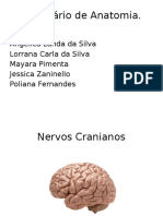 Nervos Cranianos: Funções e Localizações