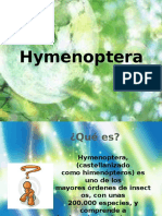 Hymenoptera