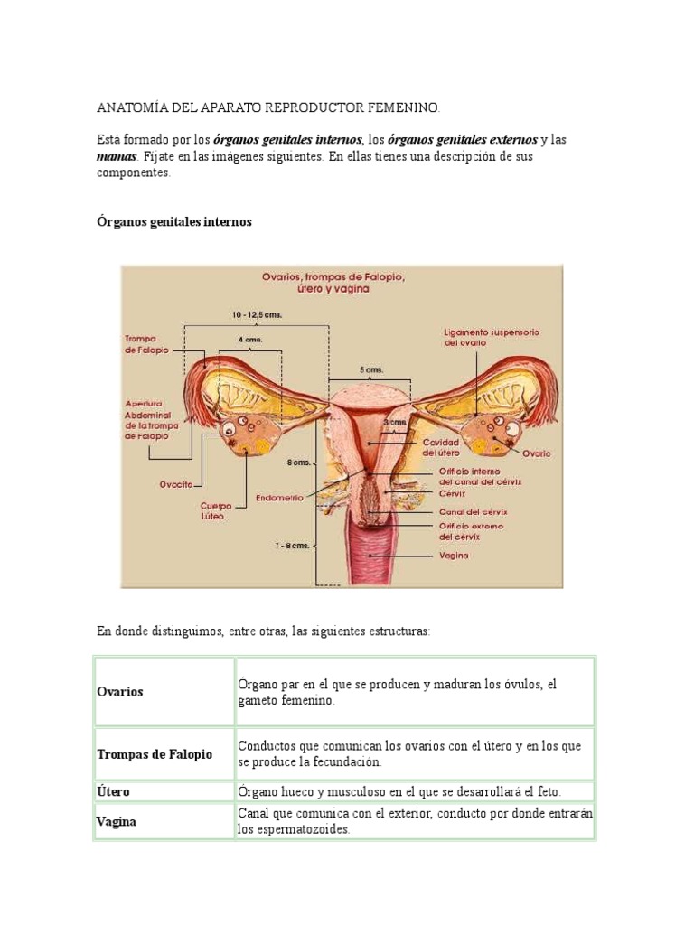 Anatomía Del Aparato Reproductor Femenino | PDF | Útero | Vagina
