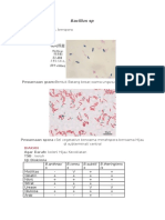 Bacillus SP