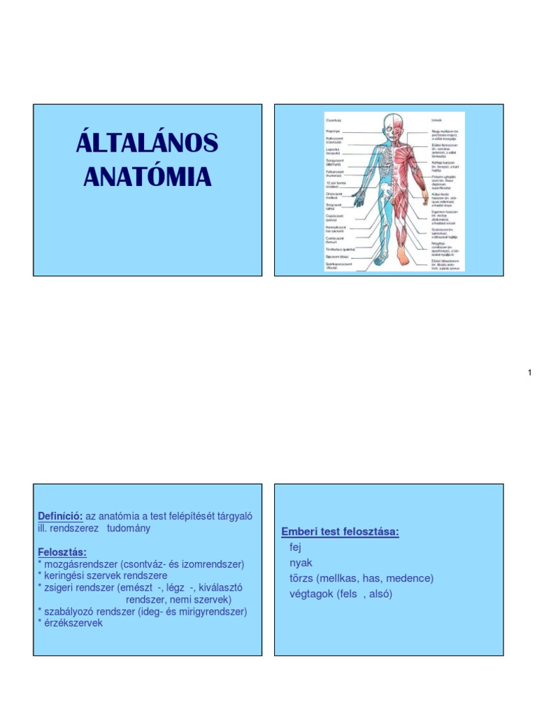 Anat PDF | PDF
