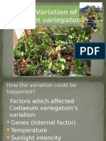Genes Variation of Codiaeum Variegatum