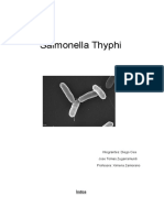 Salmonella Thyphi