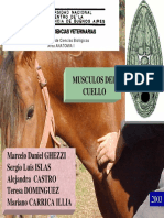 Musculos Del Cuello