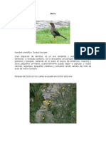 Aves de Quito - Mirlo