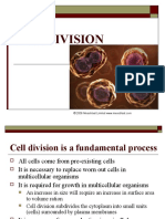 Cell Division