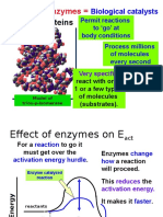 Large Proteins: Enzymes