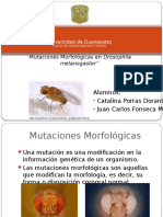 Drosophilamelanogaster 131229034846 Phpapp02