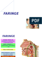 16) Faringe y Laringe