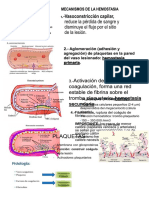 Determinante de La Coagulacion