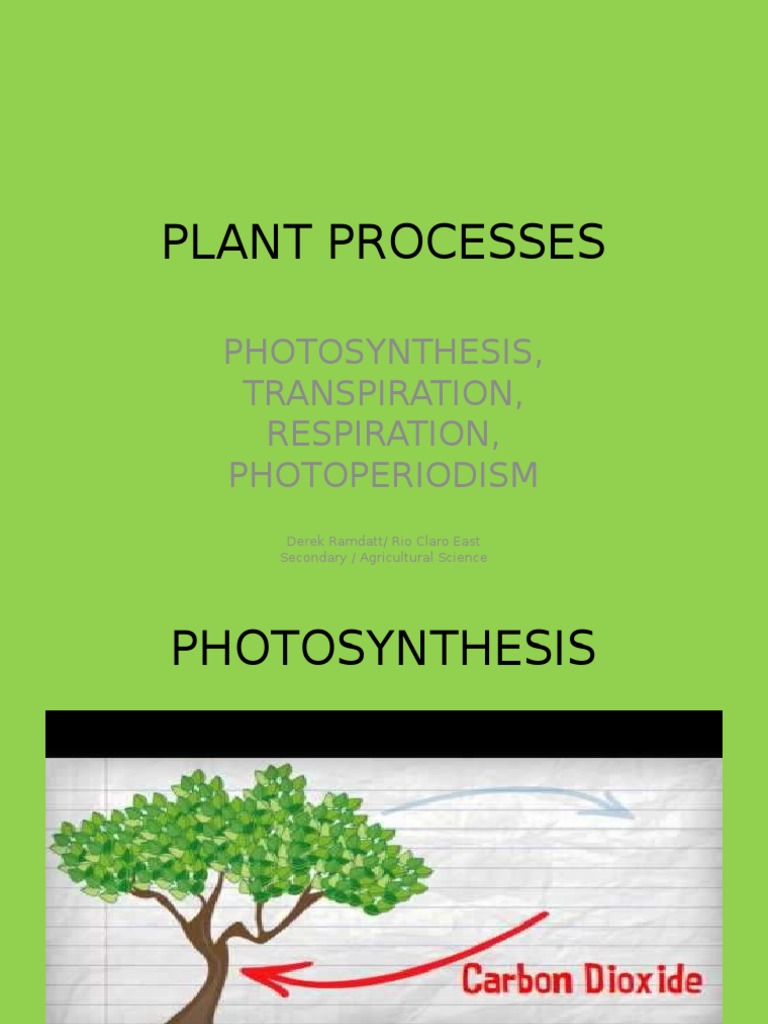 Key Plant Processes Explained | PDF | Photosynthesis | Cellular Respiration