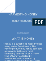 Harvesting Honey
