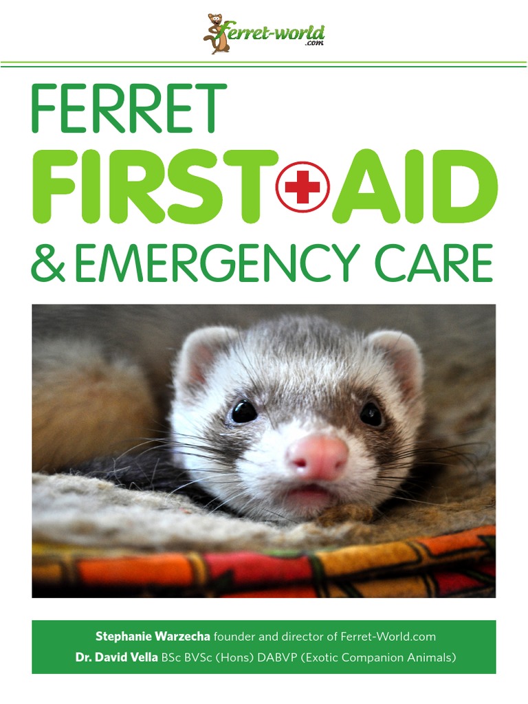 ferret first aid emergency care ferret 