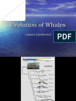 Evolution of Whales