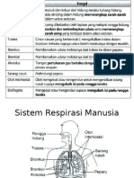 Sistem Respirasi Manusia