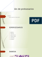Clasificación de Protozoarios