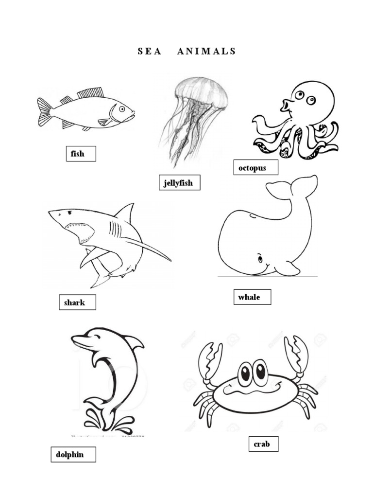 Sea Animals: Fish, Sharks, Whales & More | PDF