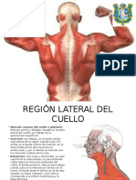 Musculos Del Cuello y Torax