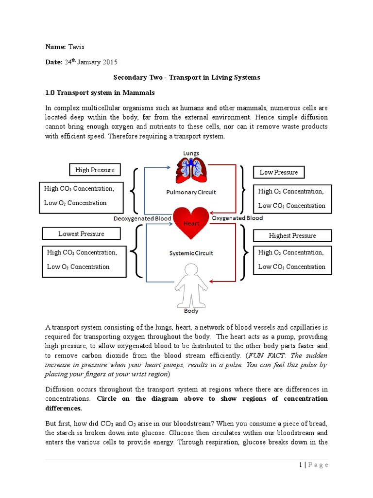 Secondary Two Science Worksheet Human Transport System 24jan2015 | PDF