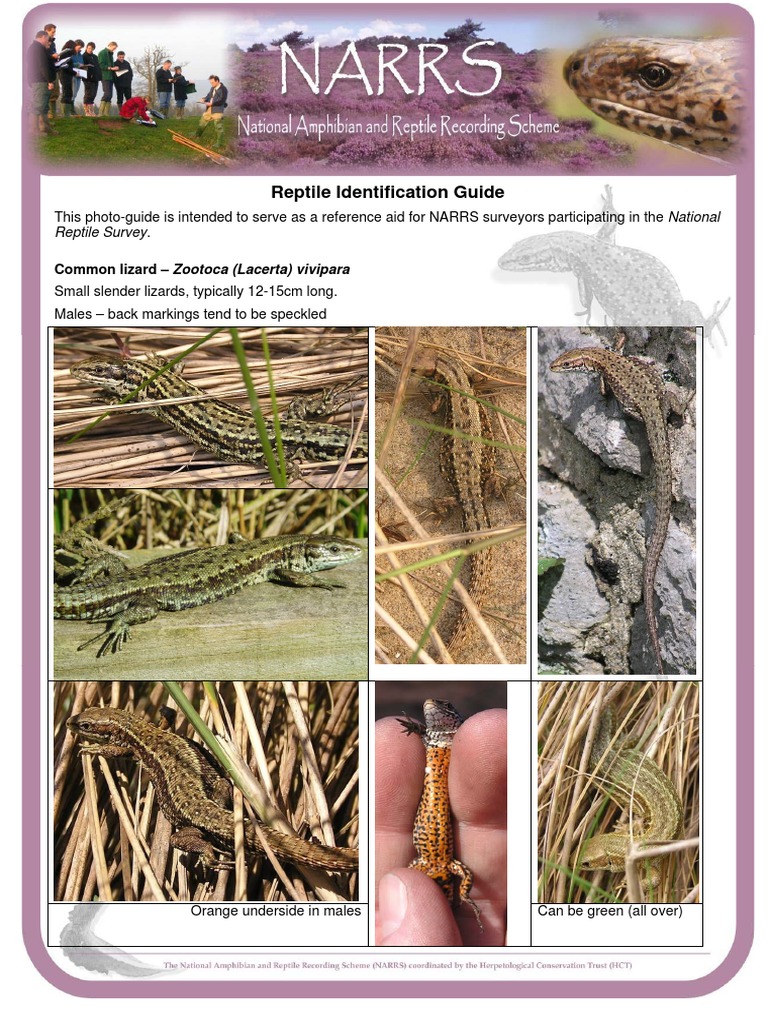 Reptile Identification Guide | Reptile | Vertebrates | Free 30-day