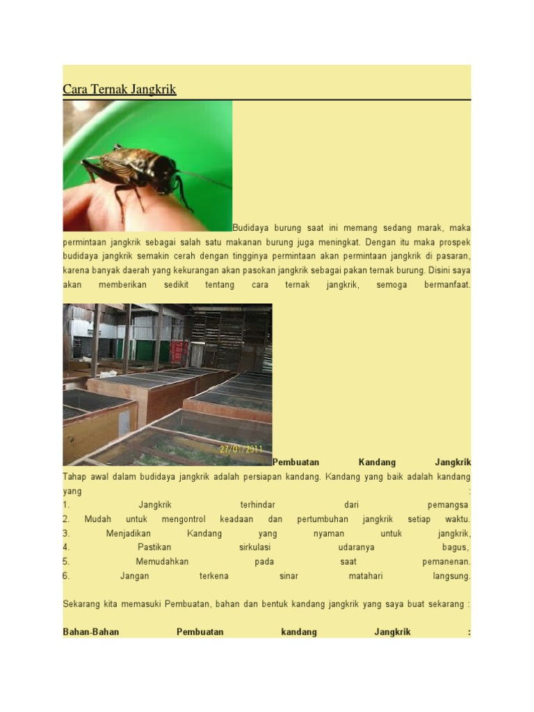 Cara Ternak Jangkrik