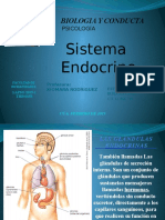 Sistema Endocrino