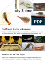Fairy Shrimp: We Own None of The Pictures