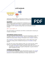 ATP Structure & Function