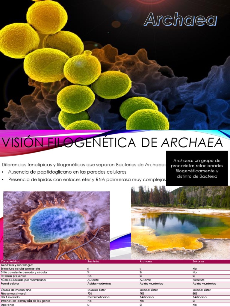 Archaea | PDF | Archaea | Las bacterias