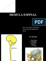 Anatomia de Medula
