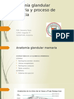 Anatomía Glandular Mamaria y Proceso de Lactancia