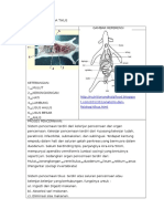 Sistem Pencernaan Pada Tikus Dan Burung
