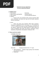 Download Laporan Tptoa Simplisia Temulawak by Nisrina Masnur SN312006502 doc pdf