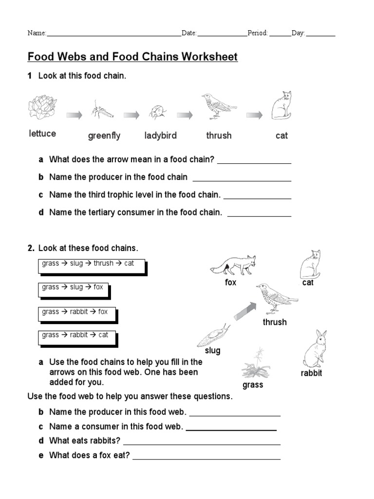 Ecology and Genetics Packet  PDF  Genotype  Sickle Cell Disease Intended For Food Web Worksheet Pdf