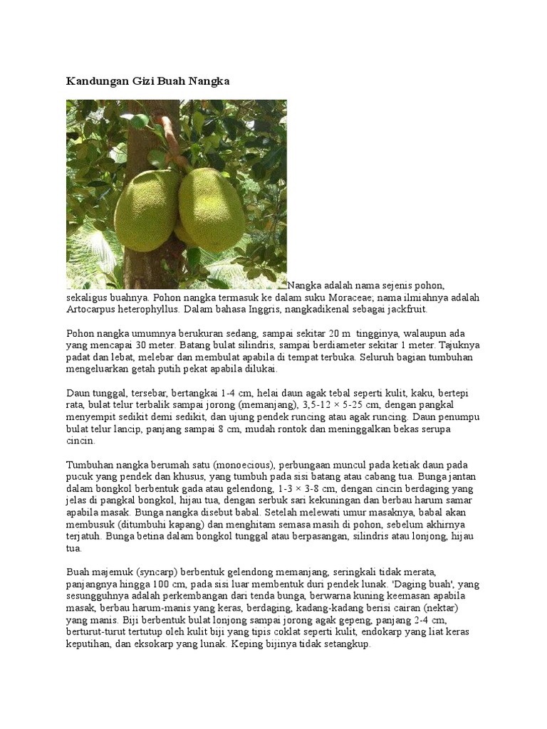 25 Mewarnai Gambar Daun Nangka Terlengkap Kumpulan Gambar