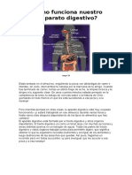 Como Funciona Nuestro Aparato Digestivo