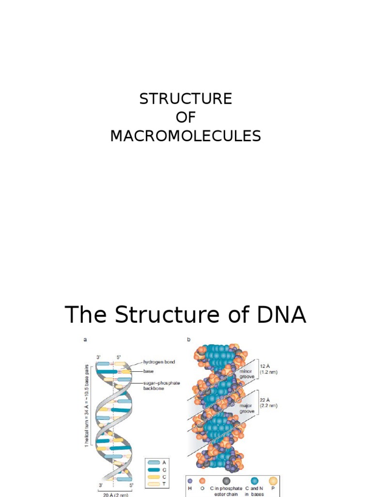 DNA, RNA, and Protein Structures | PDF