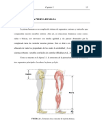 anatomía de la pierna humana