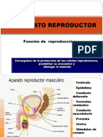 Sistema Reproductor