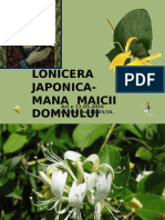 Lonicera Japonica