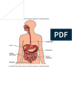 Anatomi Gastro Intestinal