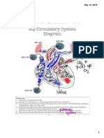 big circulatory system diagram key