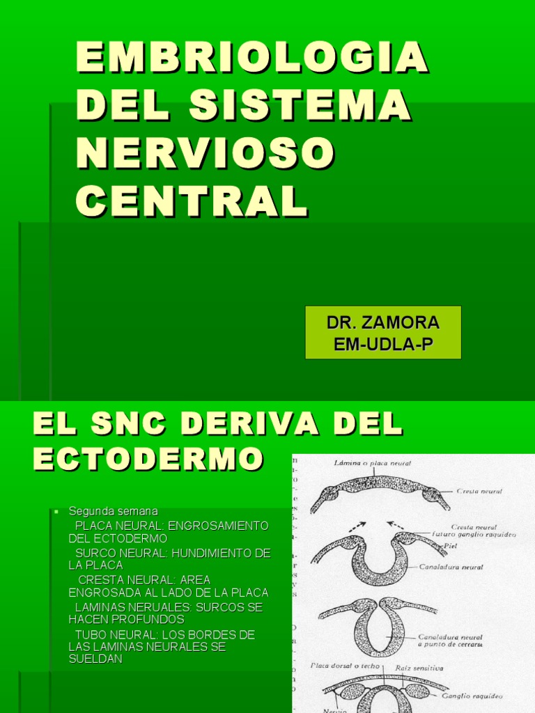 Embriologia Del Sistema Nervioso Central Pdf