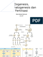 Spermatogenesis, Oogenesis Dan Fertilisasi